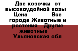 Две козочки  от высокоудойной козы › Цена ­ 20 000 - Все города Животные и растения » Другие животные   . Ульяновская обл.